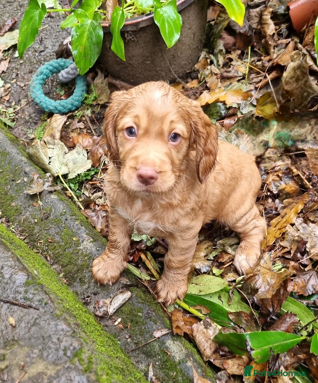 Cocker Spaniel dogs for sale: KC Registered Cocker Spaniel (Working) Puppies - Image 11