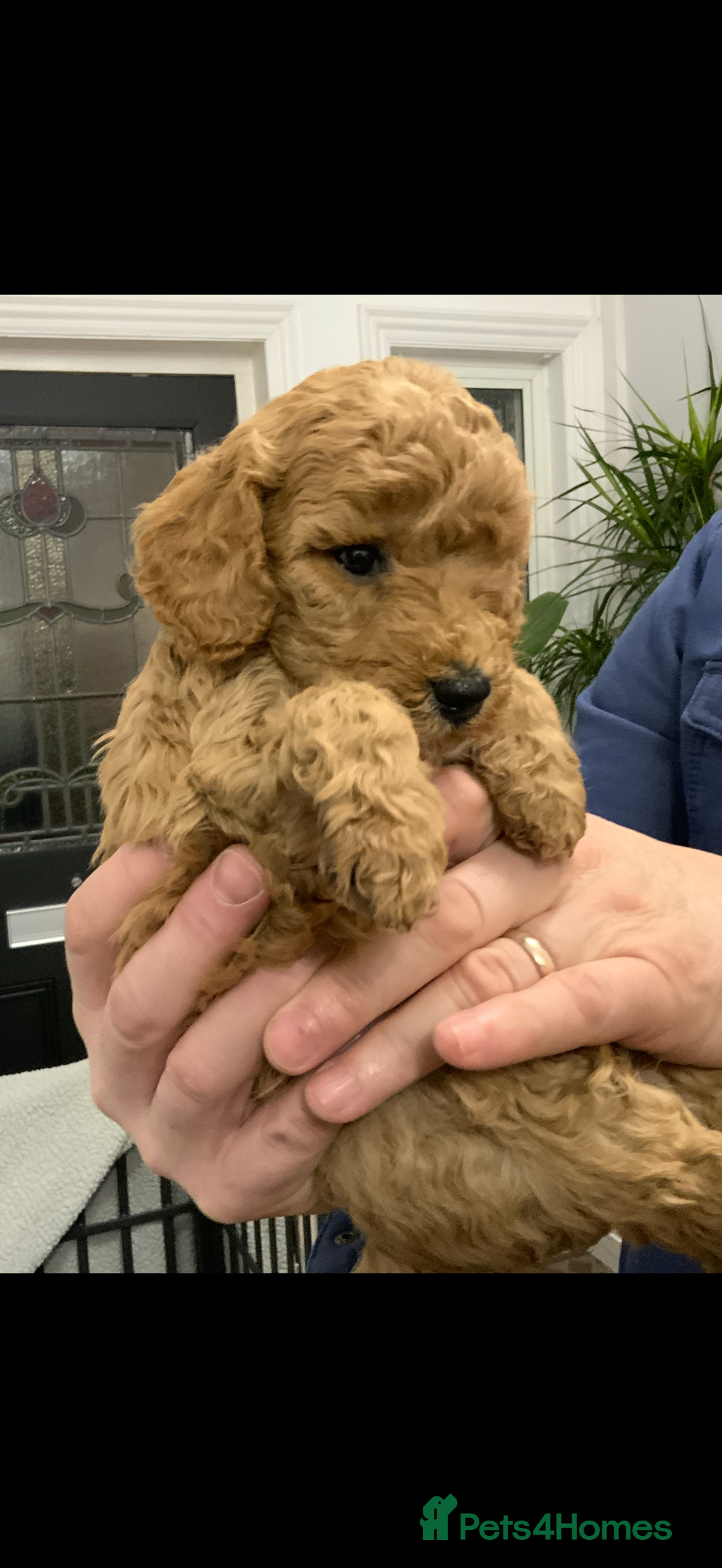 Cockapoo dogs for sale: Beautiful Cockapoo’s puppies for sale  - Advert 8