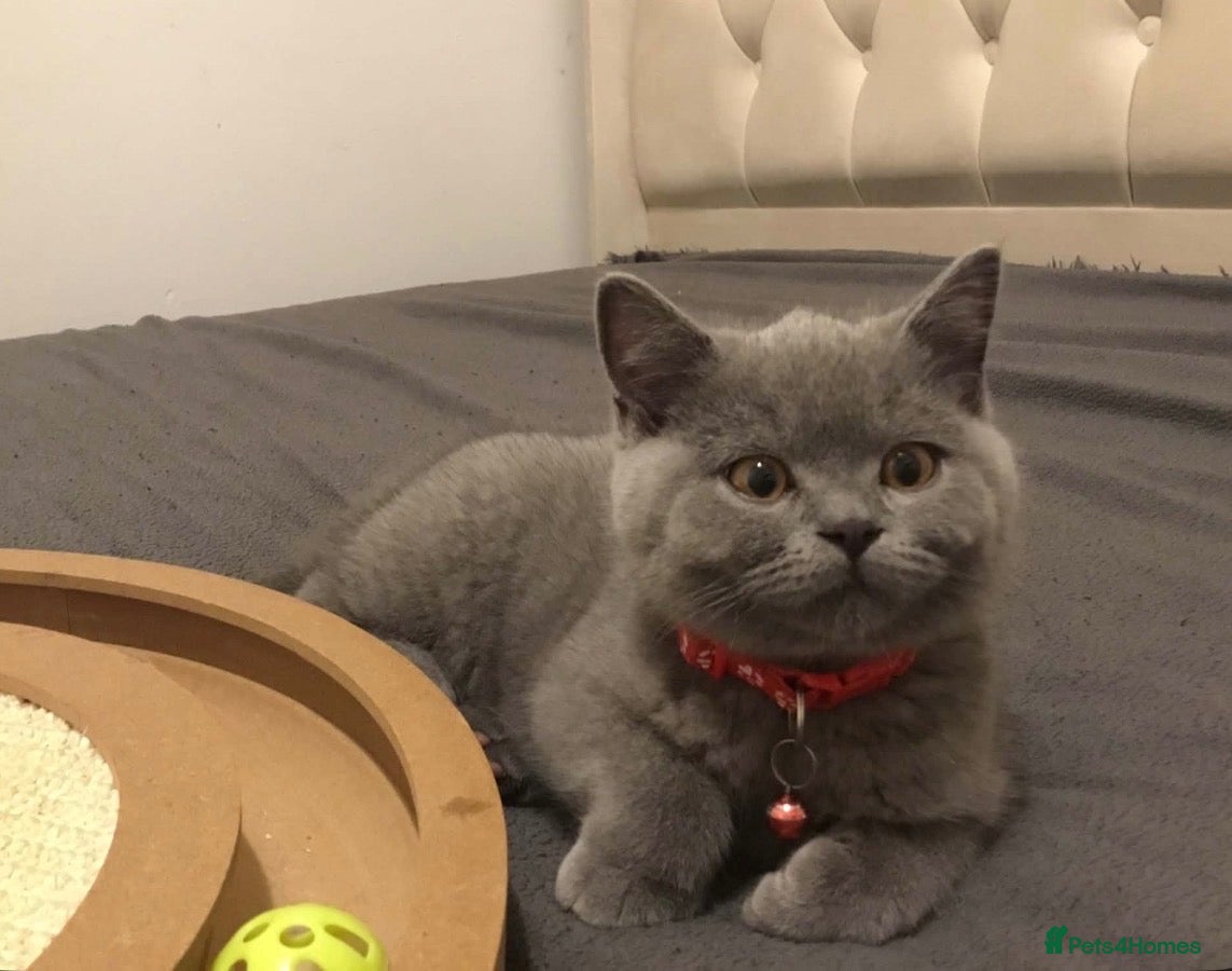 British Shorthair cats Stunning Full pedigree BSH KITTENS ( GCCF REG )  - Advert 2