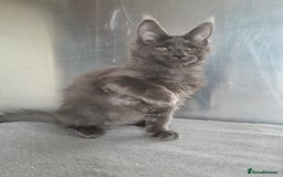 Maine Coon cats for sale: solid boys polydact maine coon  - Image 9