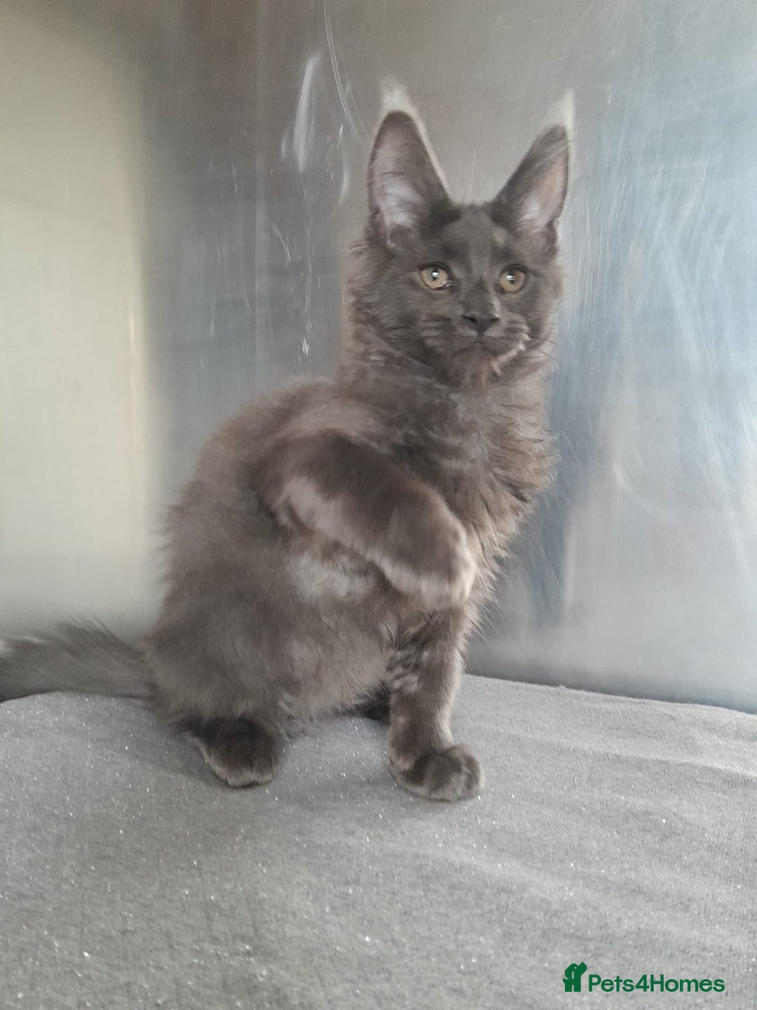Maine Coon cats for sale: solid boys polydact maine coon  - Image 9