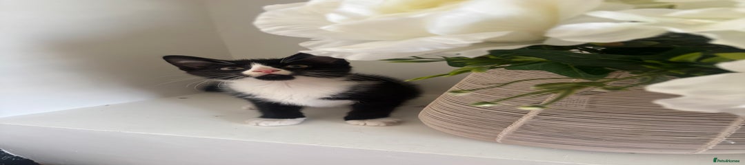 Mixed Breed Kitten 3