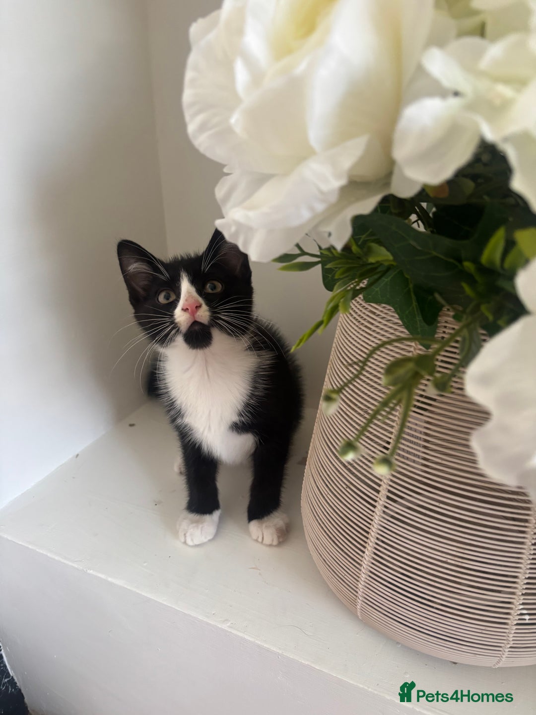 Mixed Breed cats for sale: 2 beautiful girl kittens for sale - Image 2