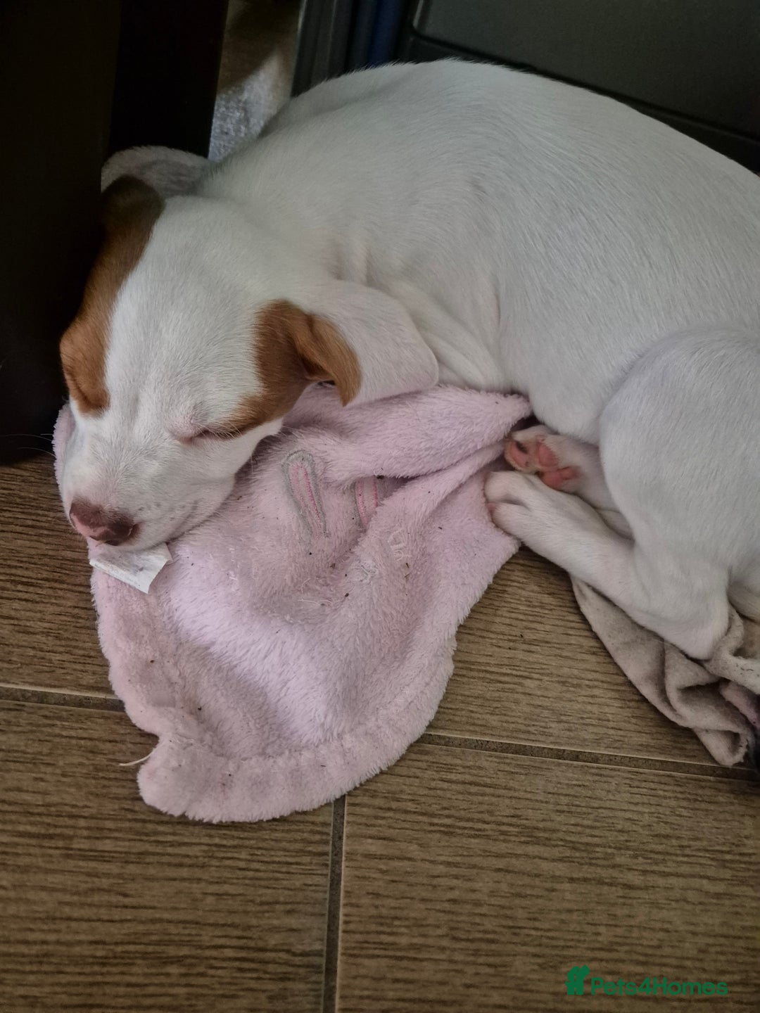 Mixed Breed dogs for sale: Mixed breed - Image 9