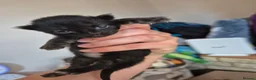 Mixed Breed cats for sale: 5 little kittens - Advert 15