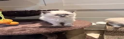 Ragdoll cats for sale: Female ragdoll kitten  - Advert 1