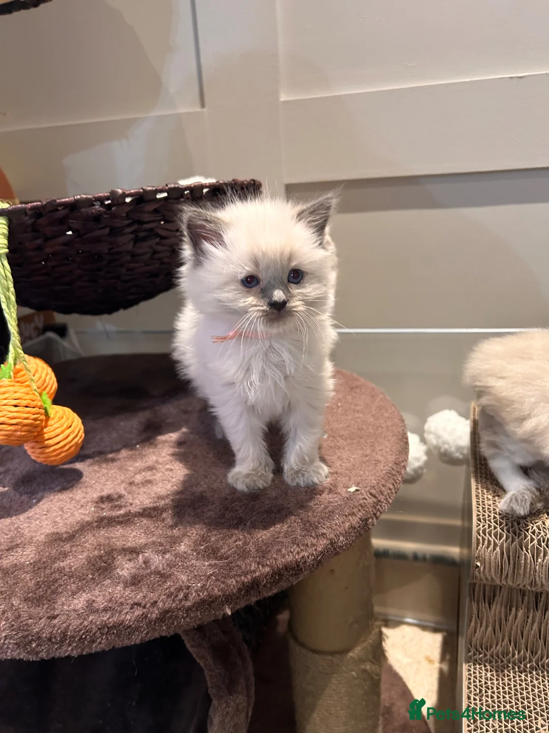 Ragdoll cats for sale: Female ragdoll kitten  - Advert 1