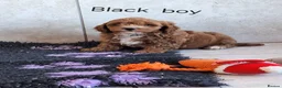 Cavapoochon dogs for sale: 🥰 Cavapoochons 🥰 - Advert 8