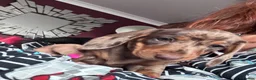 Miniature Dachshund dogs for sale: 2 super cute  dachshund babies   in Mirfield - Advert 5