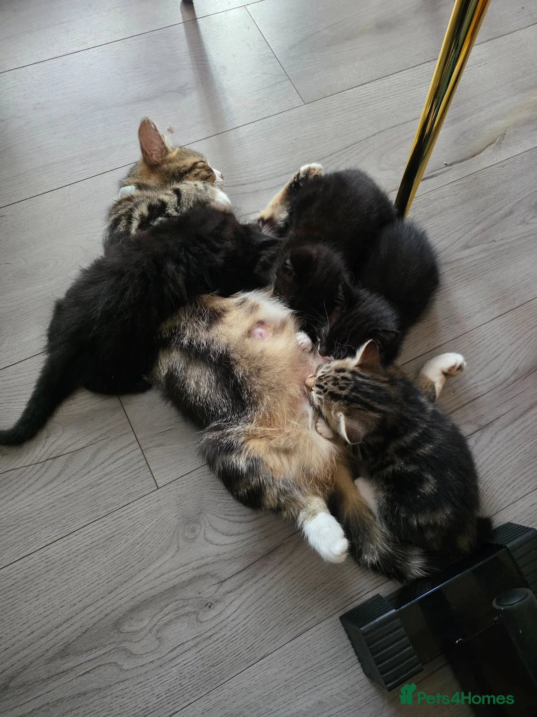 Mixed Breed cats for sale: Kittens in Southend-on-Sea - Advert 4