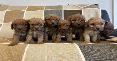 Miniature Poodle dogs Stunning miniature poodles available - Advert 10