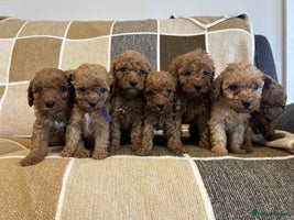 Miniature Poodle dogs Stunning miniature poodles available - Advert 10