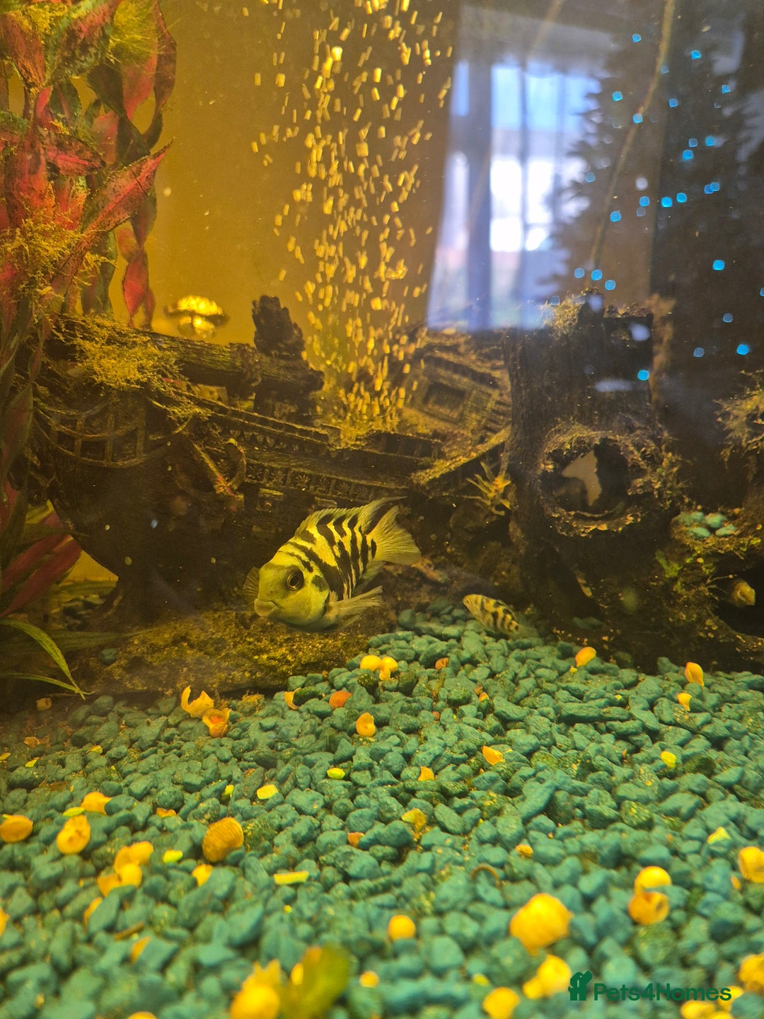 Cichlids fish for sale: Polar blue parrot fish - Advert 4