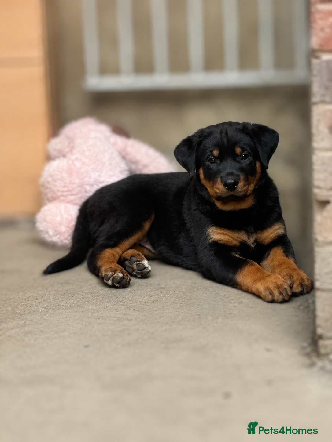 Rottweiler dogs READY NOW💕🐶Rottie/GSD puppies!!🐶💕 3 LEFT 🐶💕 - Advert 8