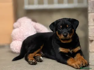 Rottweiler dogs REDUCED!!💕🐶Rottie/GSD puppies!!🐶💕 - Advert 8