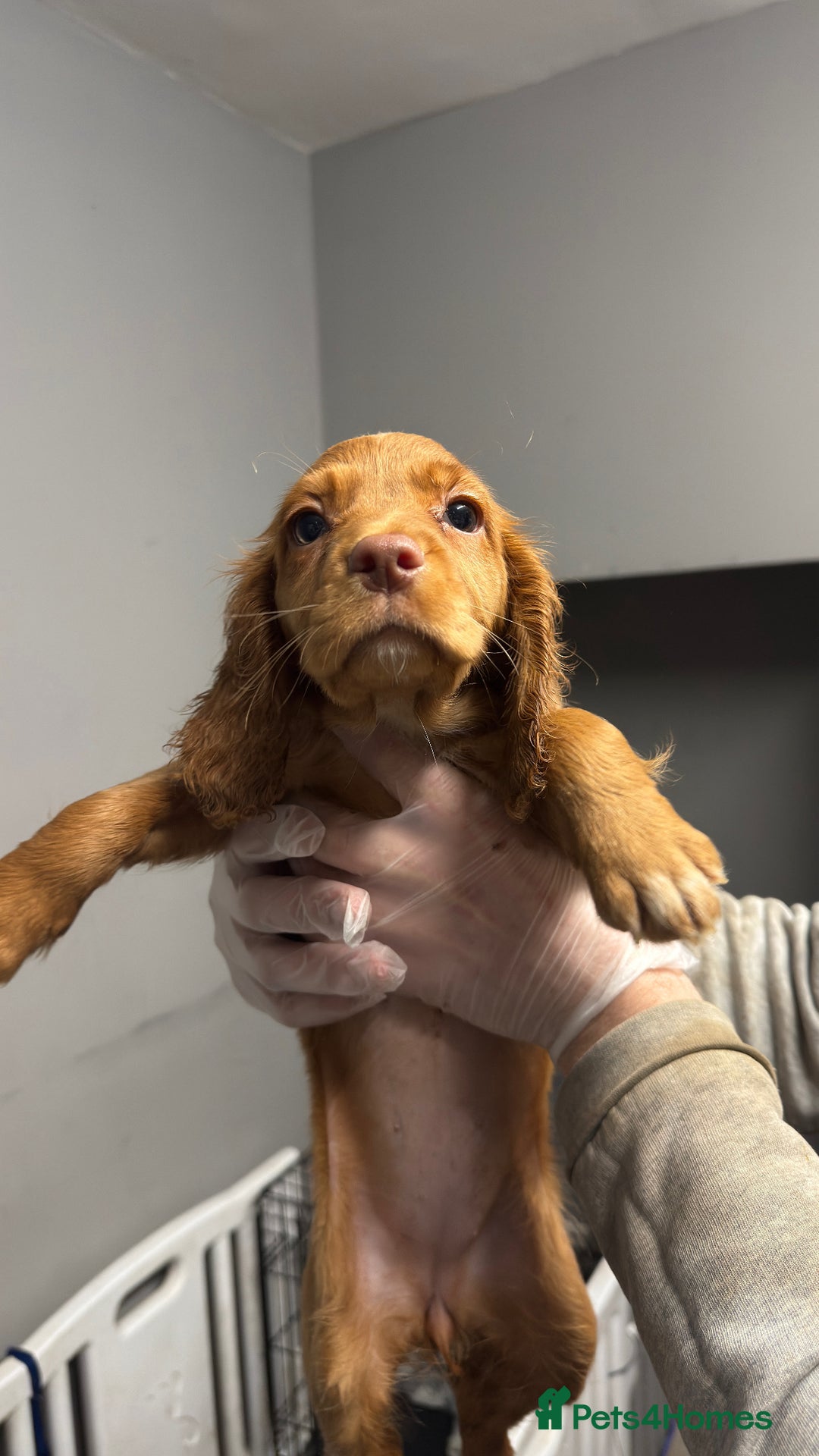 Cocker Spaniel dogs for sale: Working Cocker Spaniel  - Advert 3