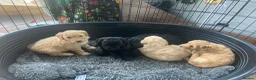 Cockapoo dogs for sale: Cockapoos - Advert 1