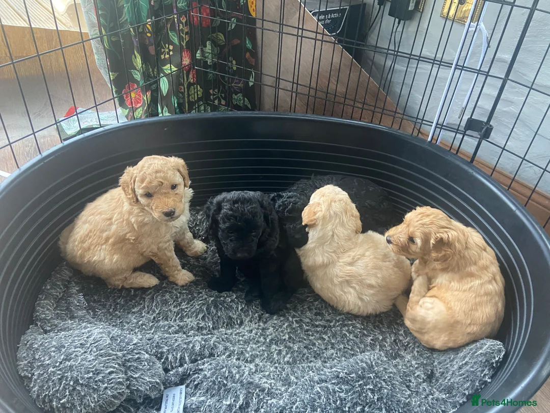Cockapoo dogs for sale: Cockapoos - Advert 1