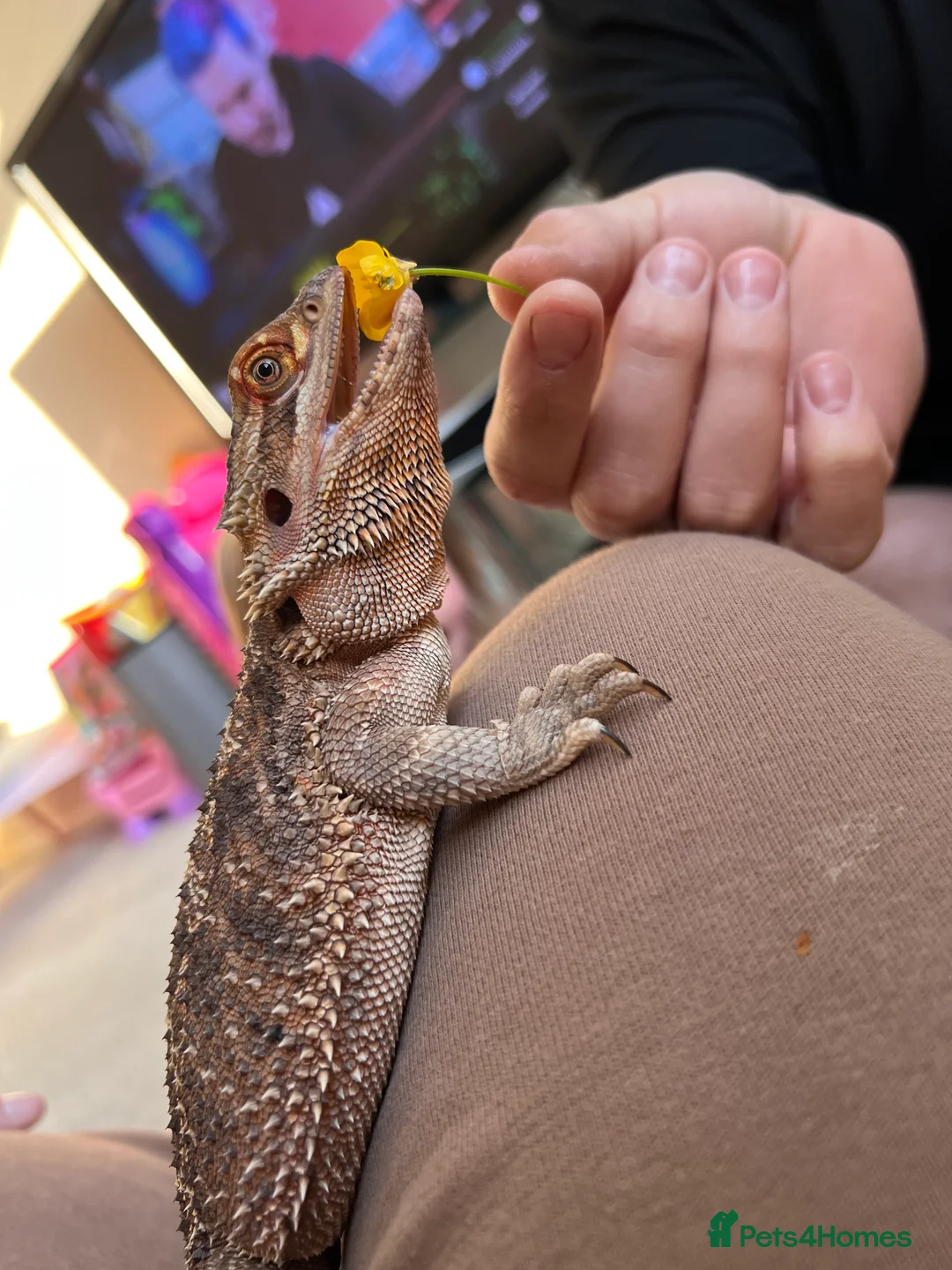 Bearded Dragon reptiles for sale: Rhea (female bearded dragon)  in Braintree - Advert 3