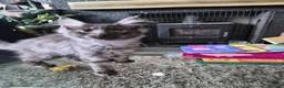 Maine Coon cats for sale: XXL Russian Mainecoon Kittens! 2 left now ready go - Advert 27