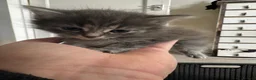 Mixed Breed cats for sale: 4 beautiful part ragdoll kittens  - Advert 6