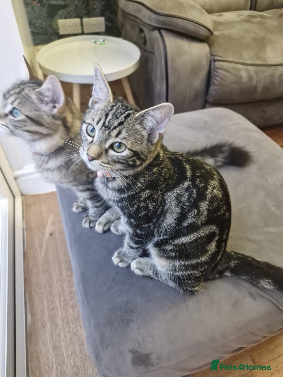 Mixed Breed cats for sale: 2 Kittens - Advert 3