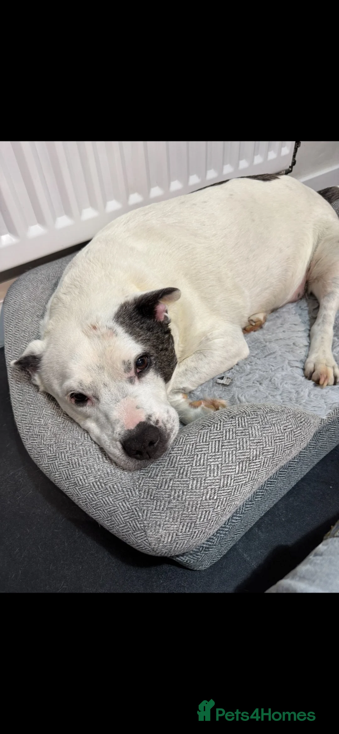 Staffordshire Bull Terrier dogs for sale: Male Staffordshire bull terrier  in Louth - Advert 2