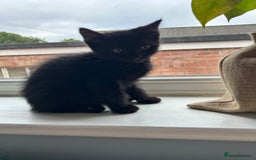 Norwegian Forest Cat cats for sale: Norwegian forest x kittens - Image 4