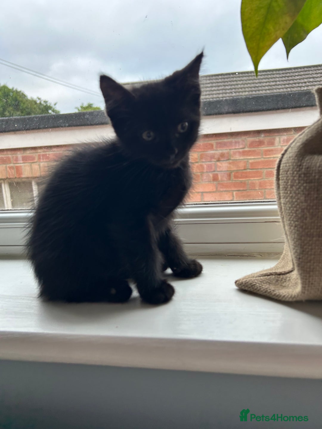 Norwegian Forest Cat cats for sale: Norwegian forest x kittens - Image 4