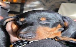 Miniature Dachshund dogs for sale: 3 STUNNINGLY ADORABLE MINIATURE DACHSHUND PUPPIES  - Image 2