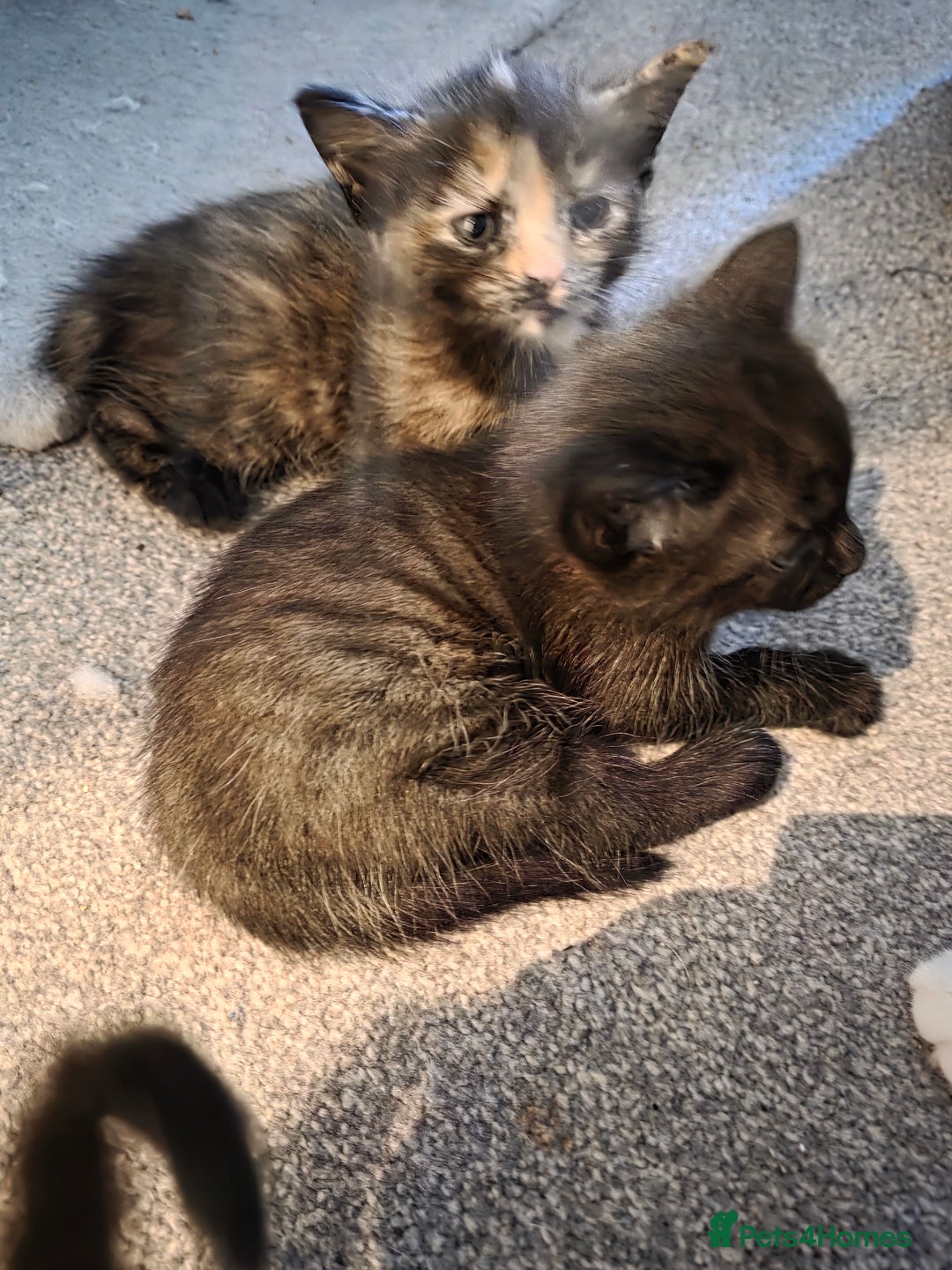 British Longhair cats for sale: 7 kittens boys and girls. British longhair cross  - Image 14