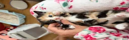 Siamese cats for sale: Siamese Mum Ragdoll±Bengal Dad Blue eyed kittens - Advert 7