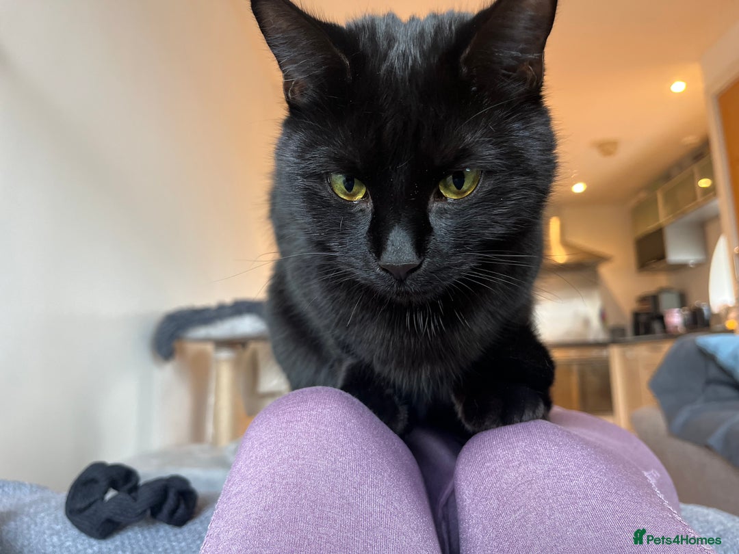 Mixed Breed cats for sale: 1year old - Boy and Girl  - Advert 7