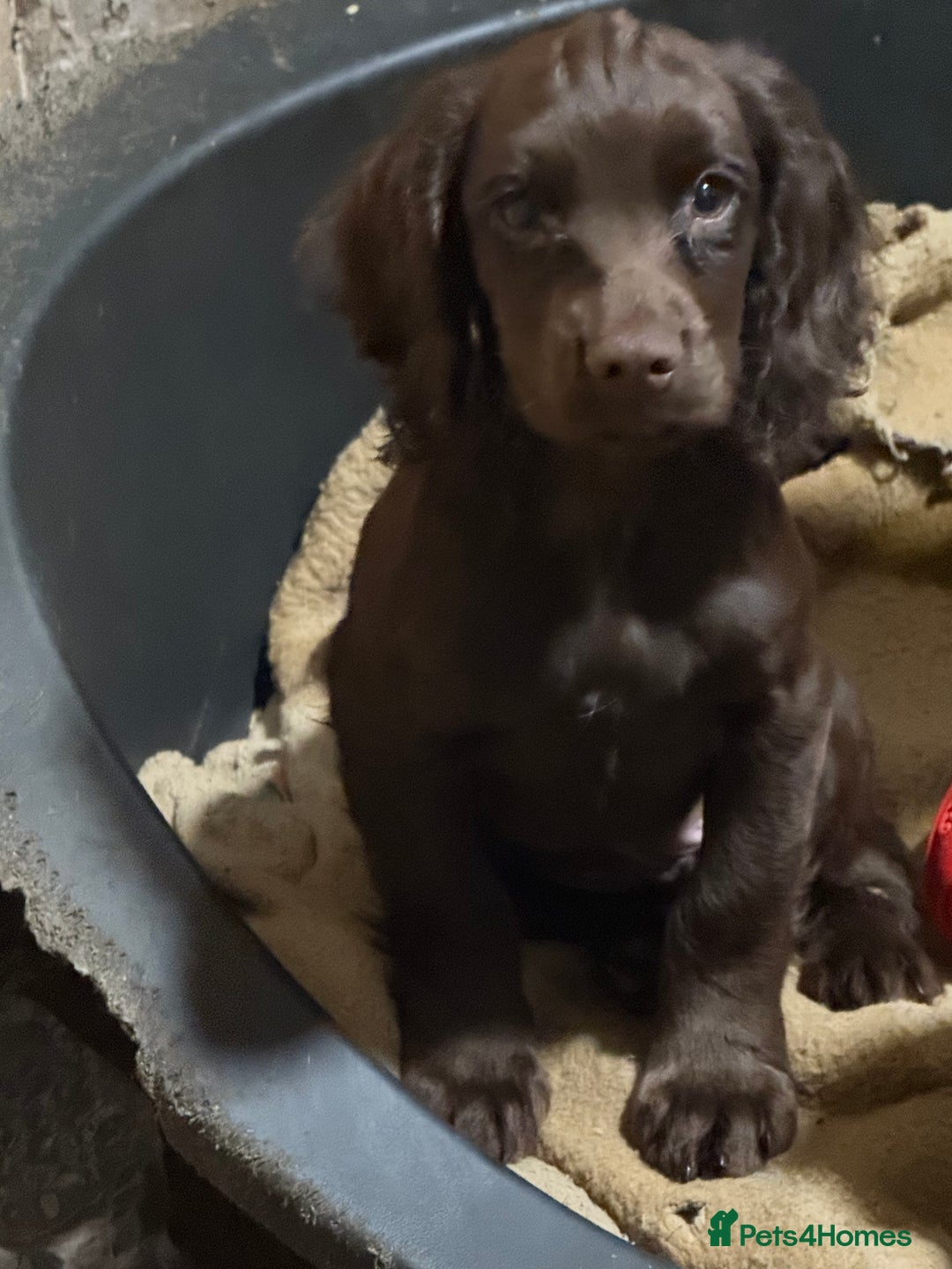 Cocker Spaniel dogs for sale: K.C. Well bred chocolate working cocker spaniels - Advert 31