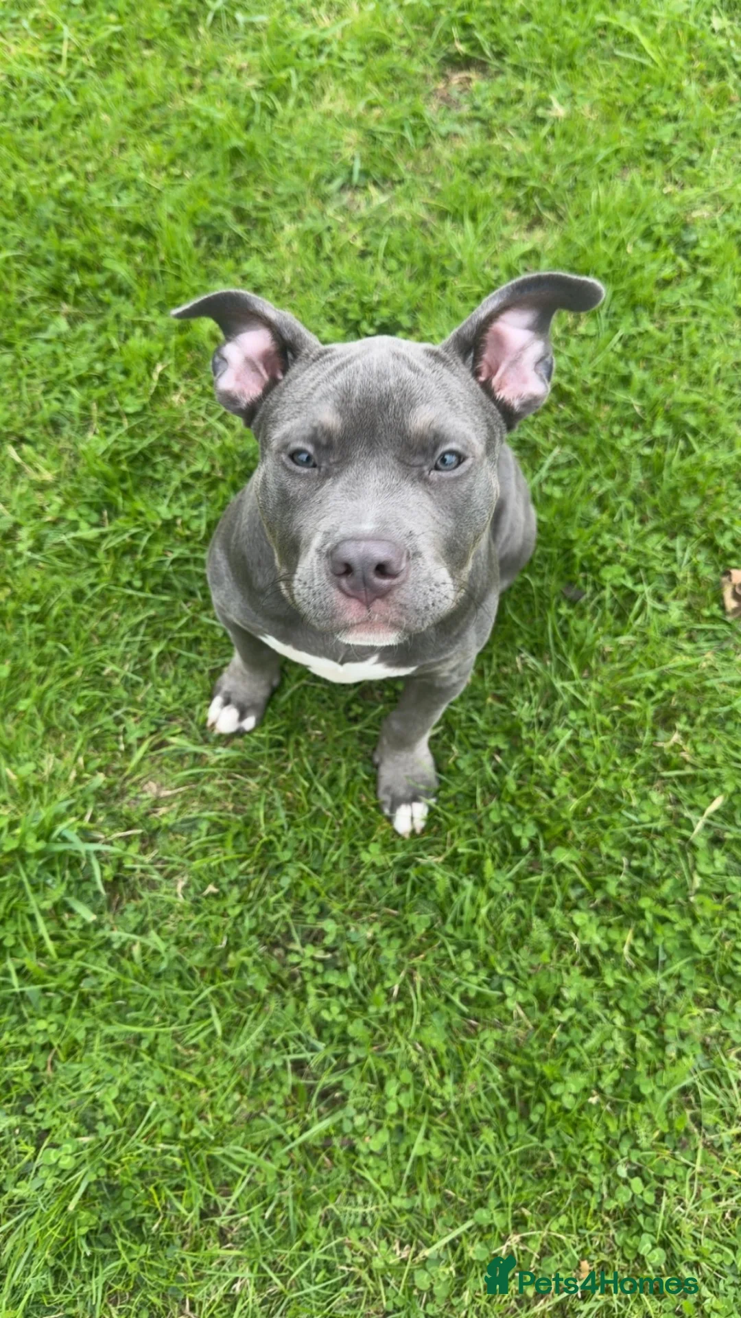 Staffordshire Bull Terrier dogs for sale: 💗 Stella the staffy 💗 - Advert 2