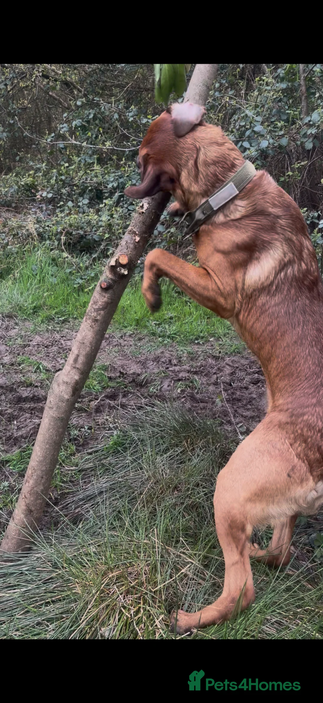 Mixed Breed dogs for stud: rottie x dutch herder for stud - Advert 2