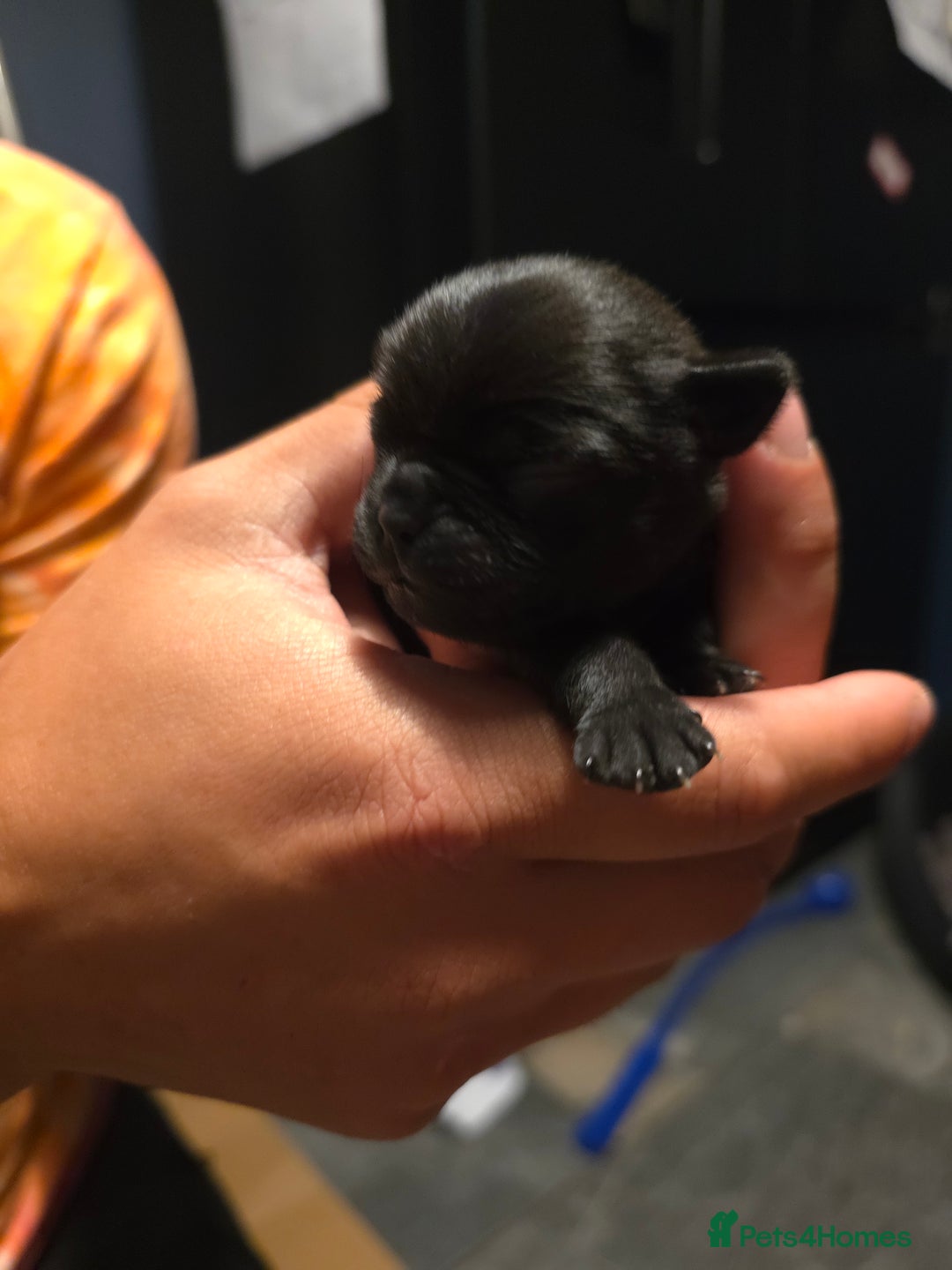 Pug dogs for sale: KC Pug puppies 4 girls 3 boys - Image 30