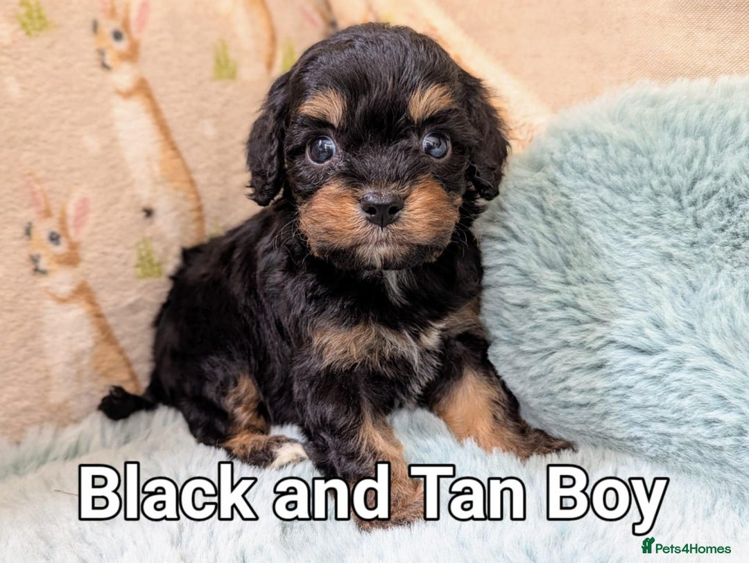 Cavapoo dogs for sale: Stunning CAVAPOO pups, DNA health tested parents - Image 4
