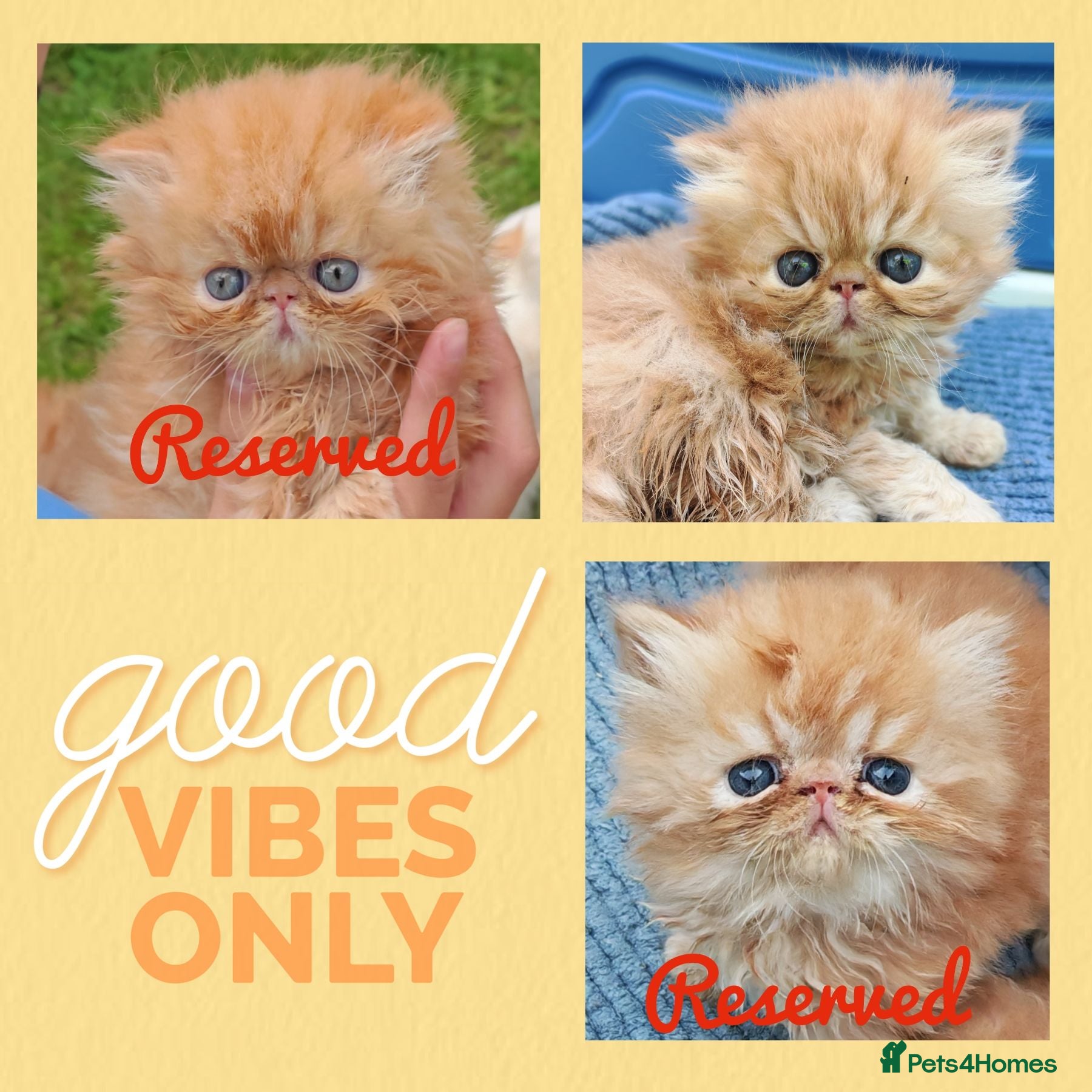 Persian cats 2 red tabby persian males - Advert 10