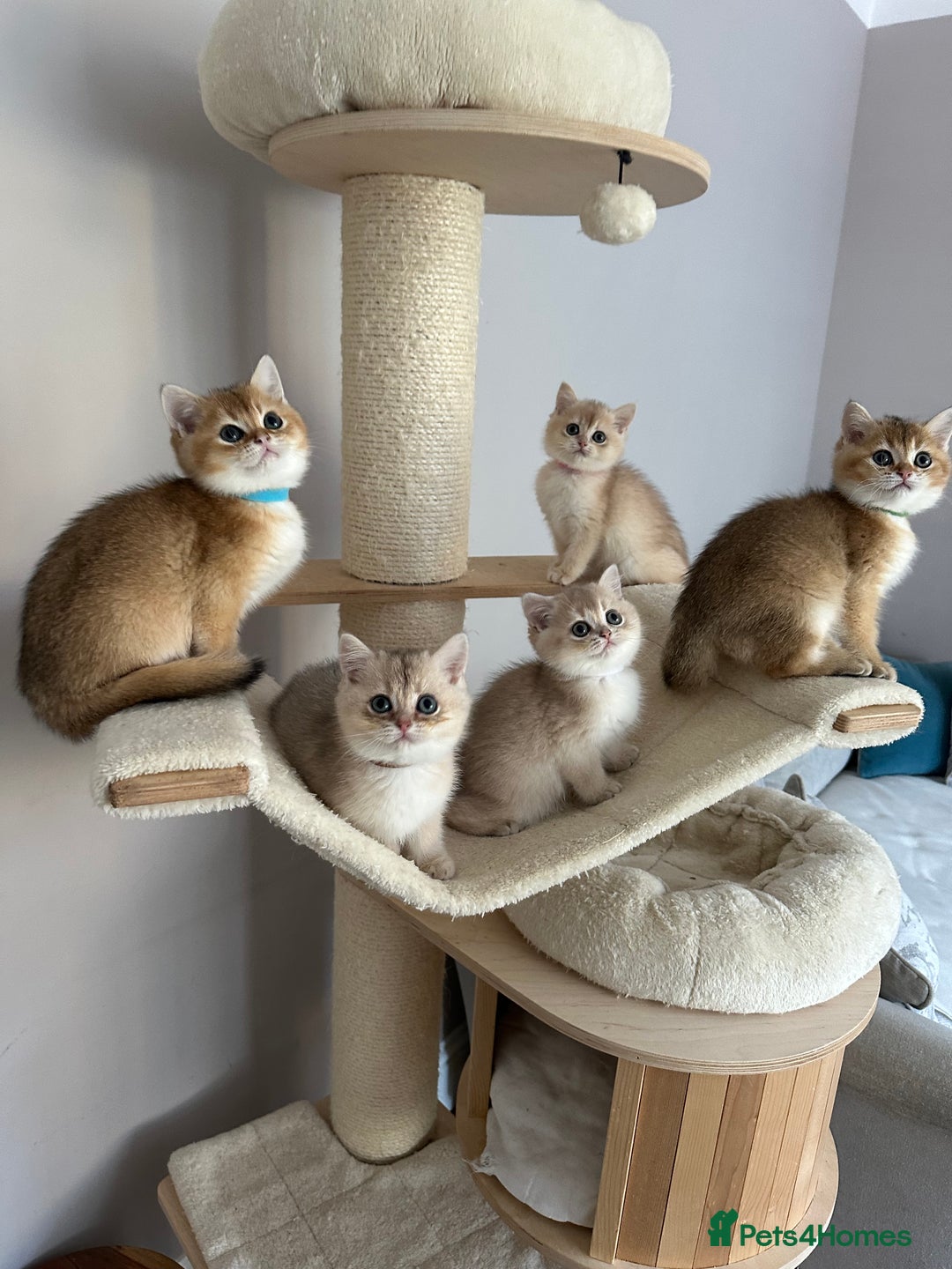 British Shorthair cats for sale: ‼️READY NOW‼️ 2 kittens left  - Advert 7