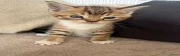 Mixed Breed cats for sale: Gorgeous kittens  - Advert 9