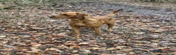 Labrador Retriever dogs for sale: KC Registered Labrador Puppy - Boy - Advert 5