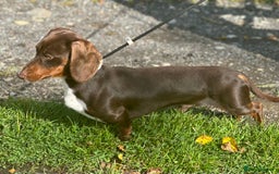 Miniature Dachshund dogs for stud: Chocolate & Tan (carries long) Stud in Dalry - Image 4