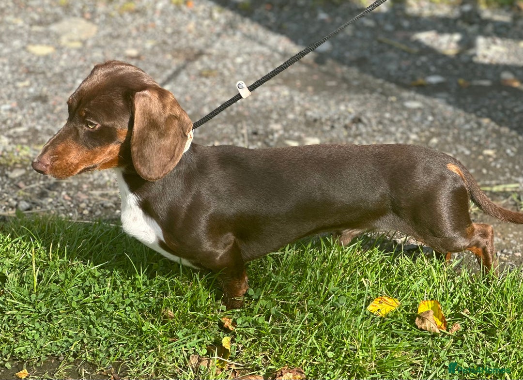 Miniature Dachshund dogs for stud: Chocolate & Tan (carries long) Stud in Dalry - Image 4