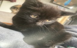 Mixed Breed cats for sale: Kittens for sale - Harrogate - Image 4
