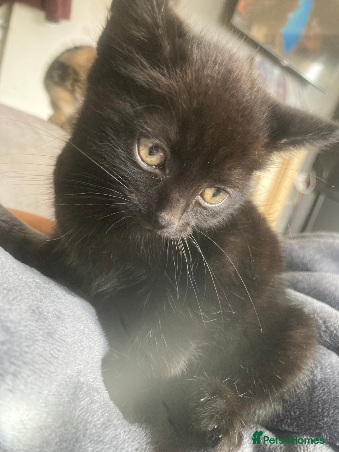 Mixed Breed cats for sale: Kittens for sale - Harrogate - Image 4