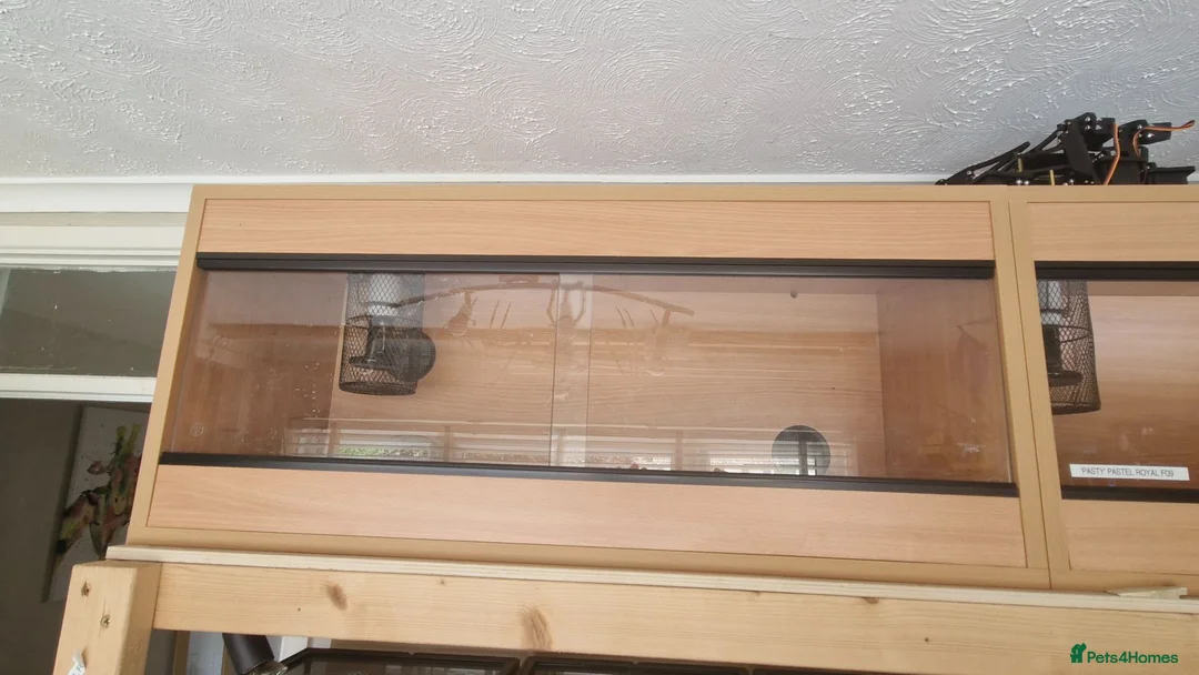 Python Snake reptiles for sale: Royal Python - Pastel  - Advert 5