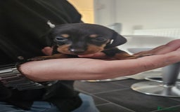 Miniature Dachshund dogs for sale: ❤️ 🐕 Miniature Dachshunds  - Image 21