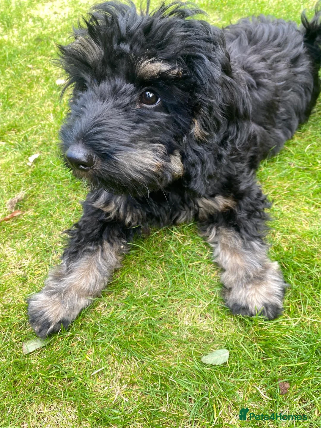 Cavapoo dogs for sale: Loving Cavapoo Seeking Devoted Forever Home in Linlithgow - Advert 1
