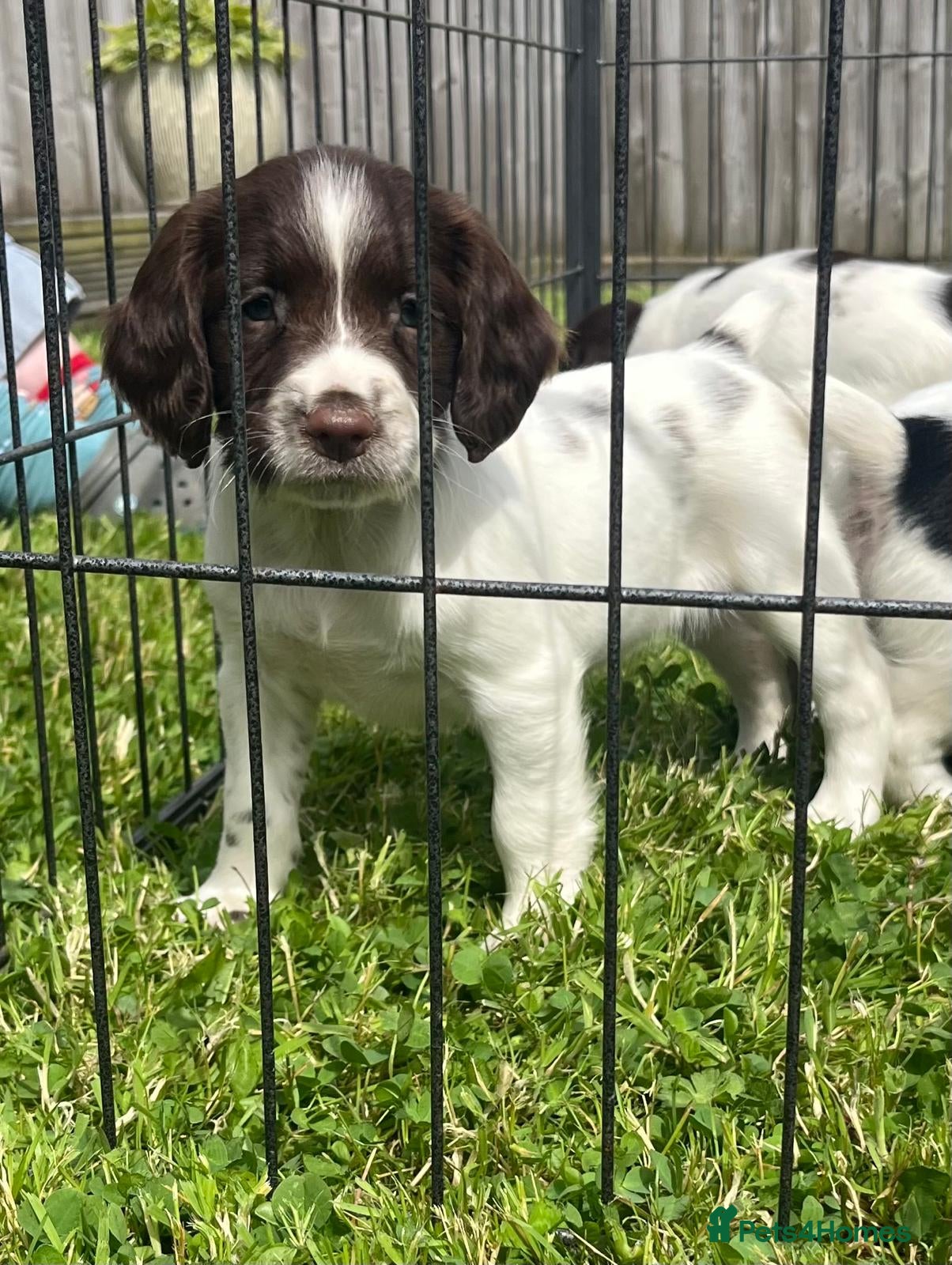 English Springer Spaniel dogs Beautiful English springer spaniel puppies  - Advert 4